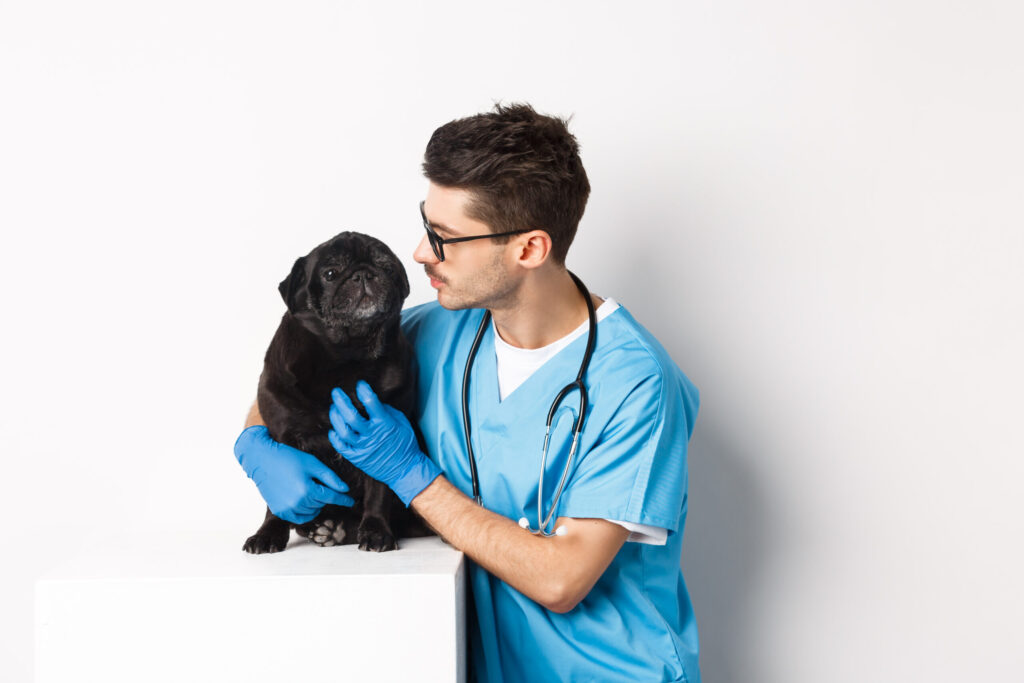 Veterinarian examining a black pug in clinic, highlighting veterinary medicine studies in the UK by The Red Pen